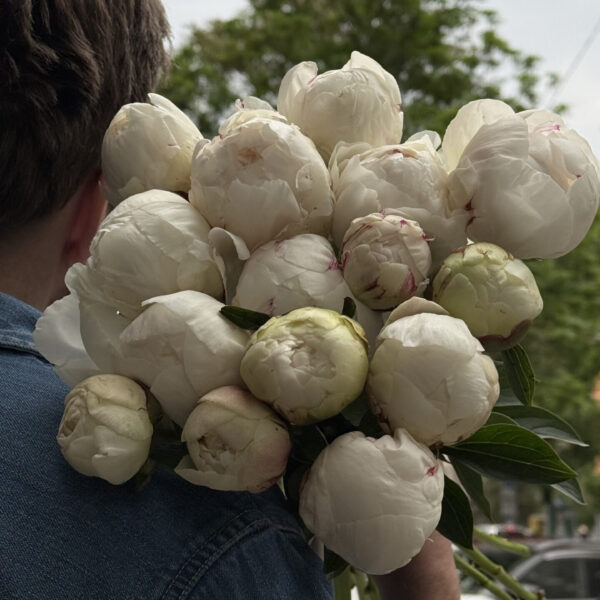 Білі півонії