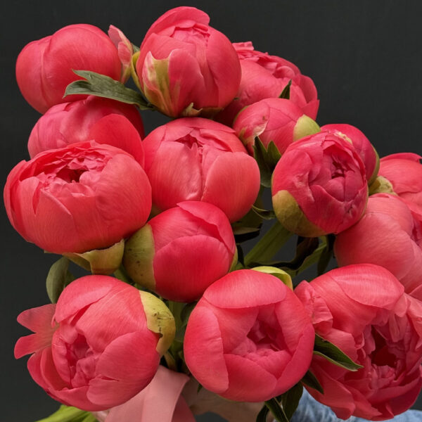 Півонії Coral