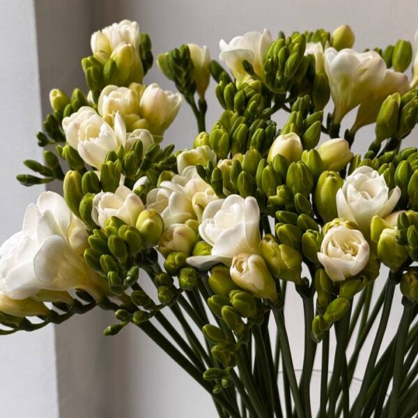 Монобукет з фрезії