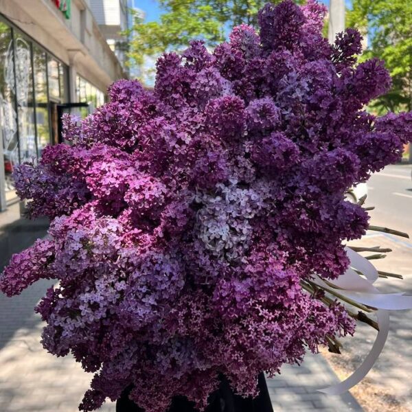 Запашний бузок