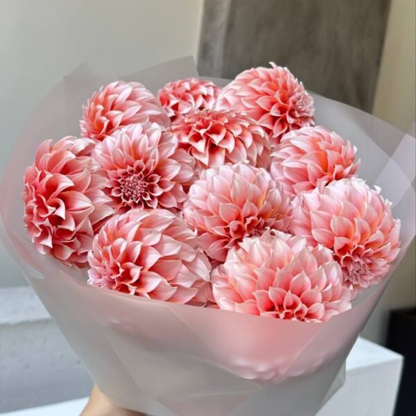 Монобукет з 11 жоржин