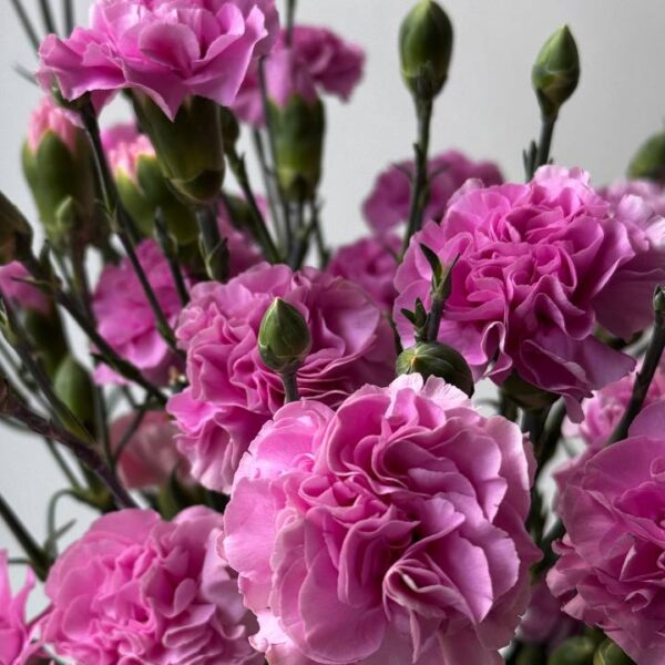 Яскраво рожева кущова гвоздика