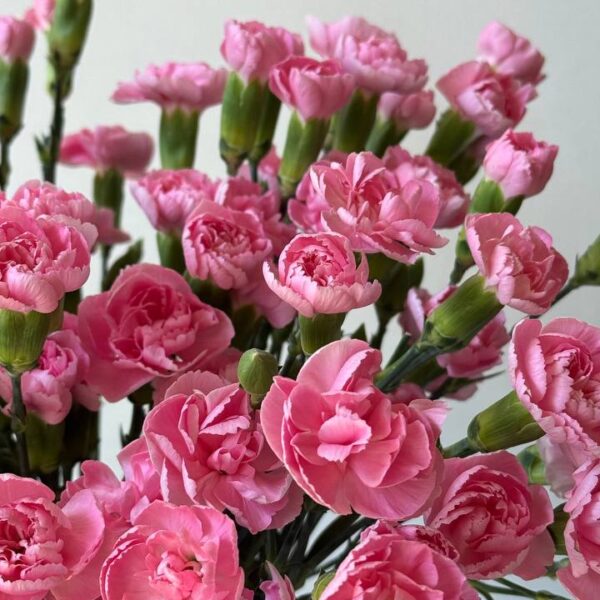 Рожева кущова гвоздика