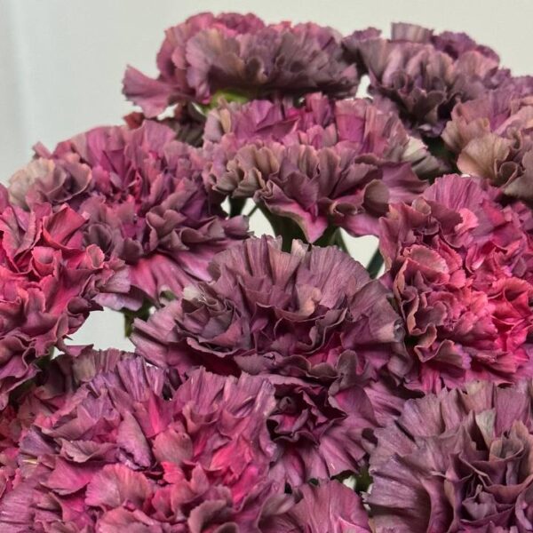 Фіолетова гвоздика