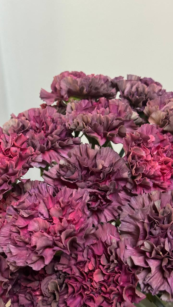 Фіолетова гвоздика