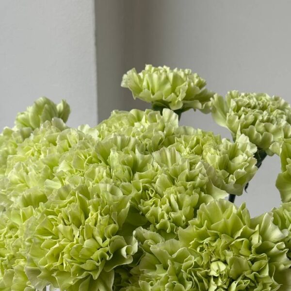 Зелена гвоздика