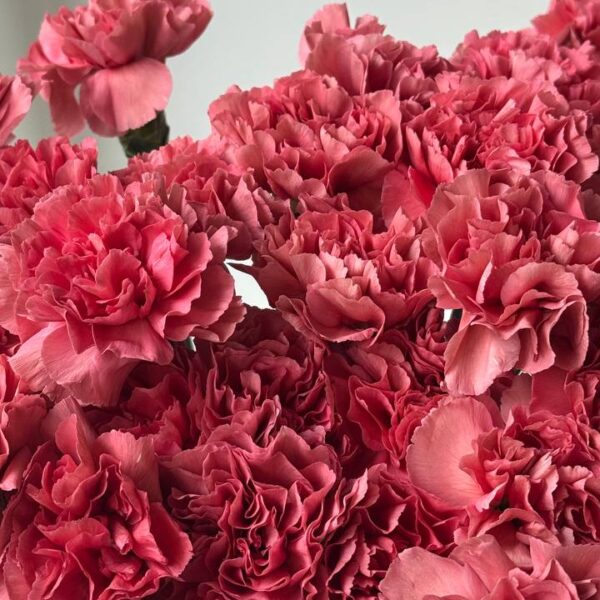 Яскраво рожева гвоздика