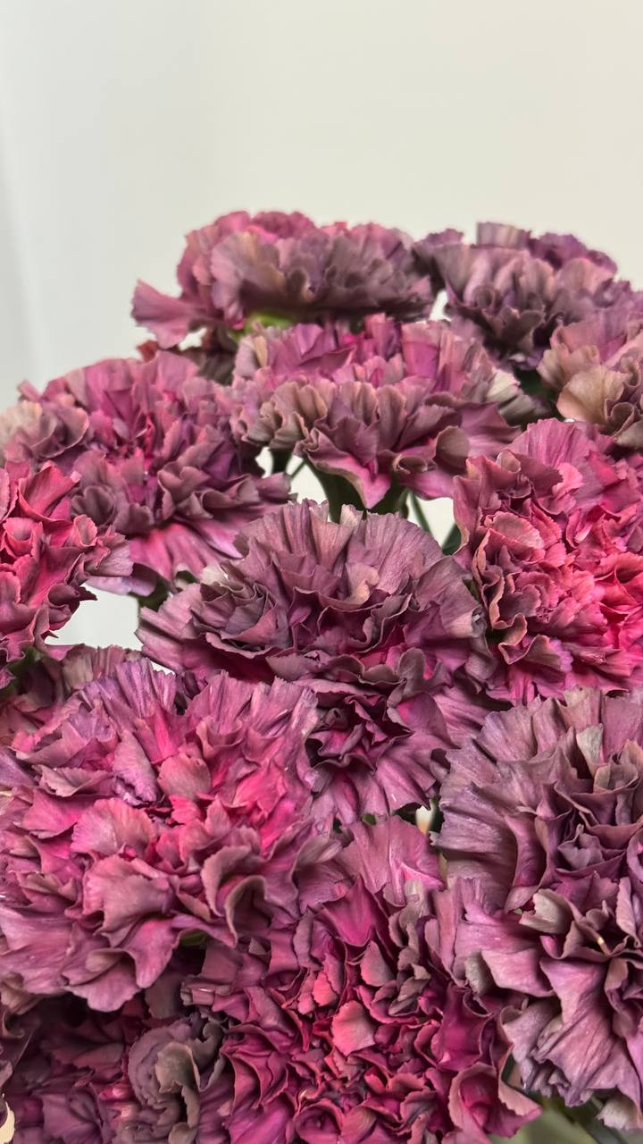 Фіолетова гвоздика - Зображення 2