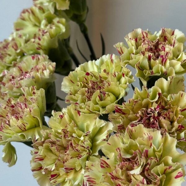 Зелено-червона гвоздика