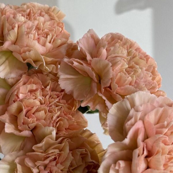 Кремова гвоздика