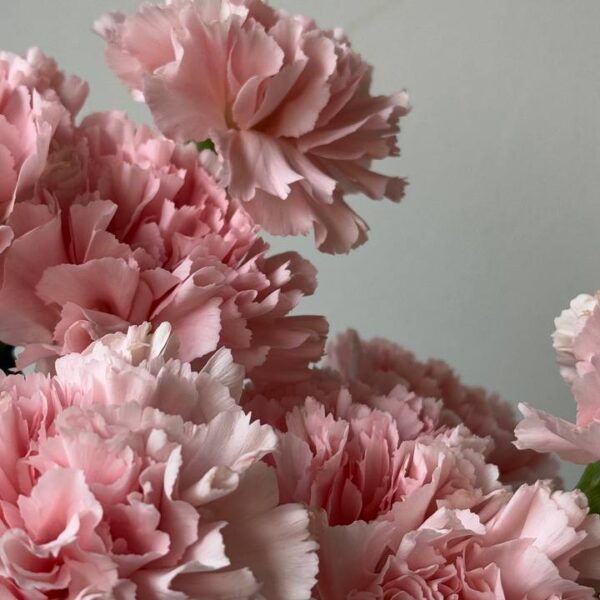 Рожева гвоздика