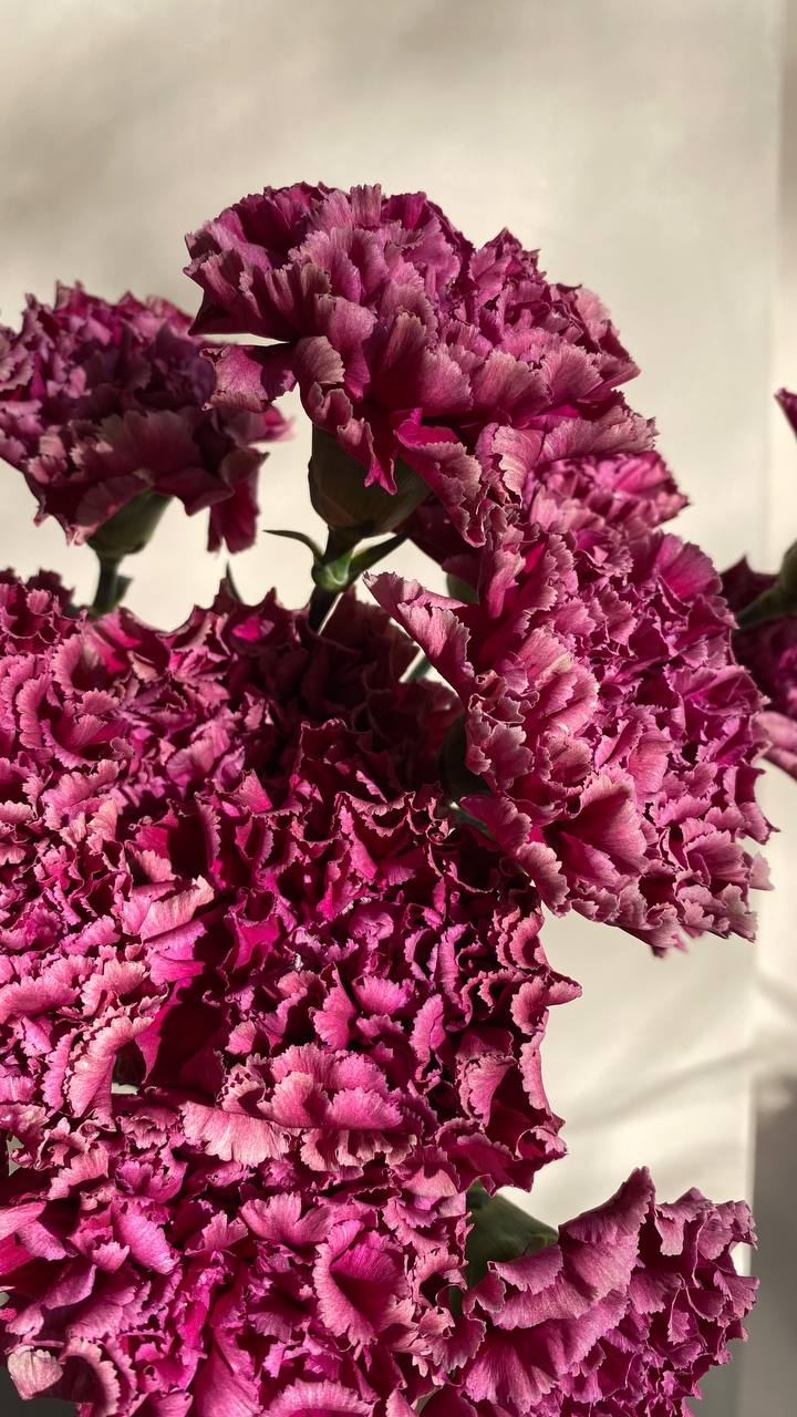 Фіолетова гвоздика - Зображення 3