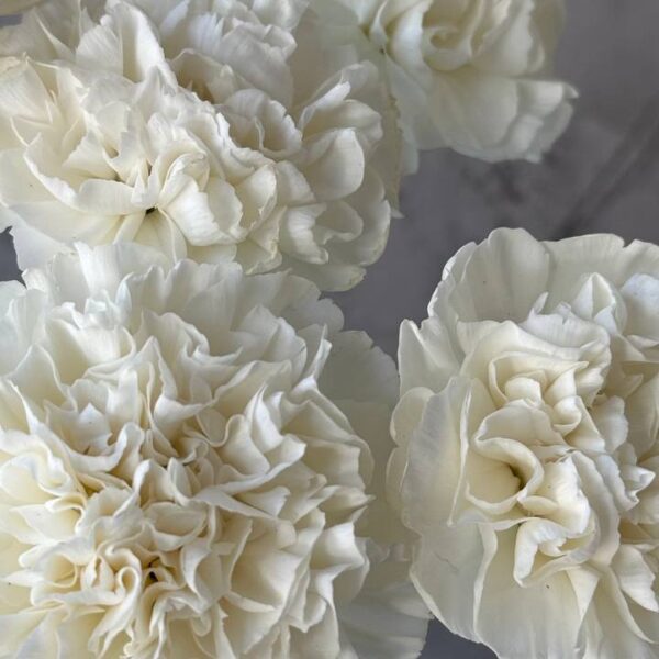 Біла гвоздика